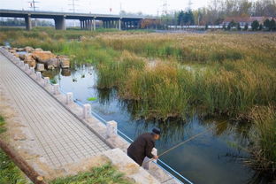 厂河 相依 张村河水质净化构建绿色生态长廊